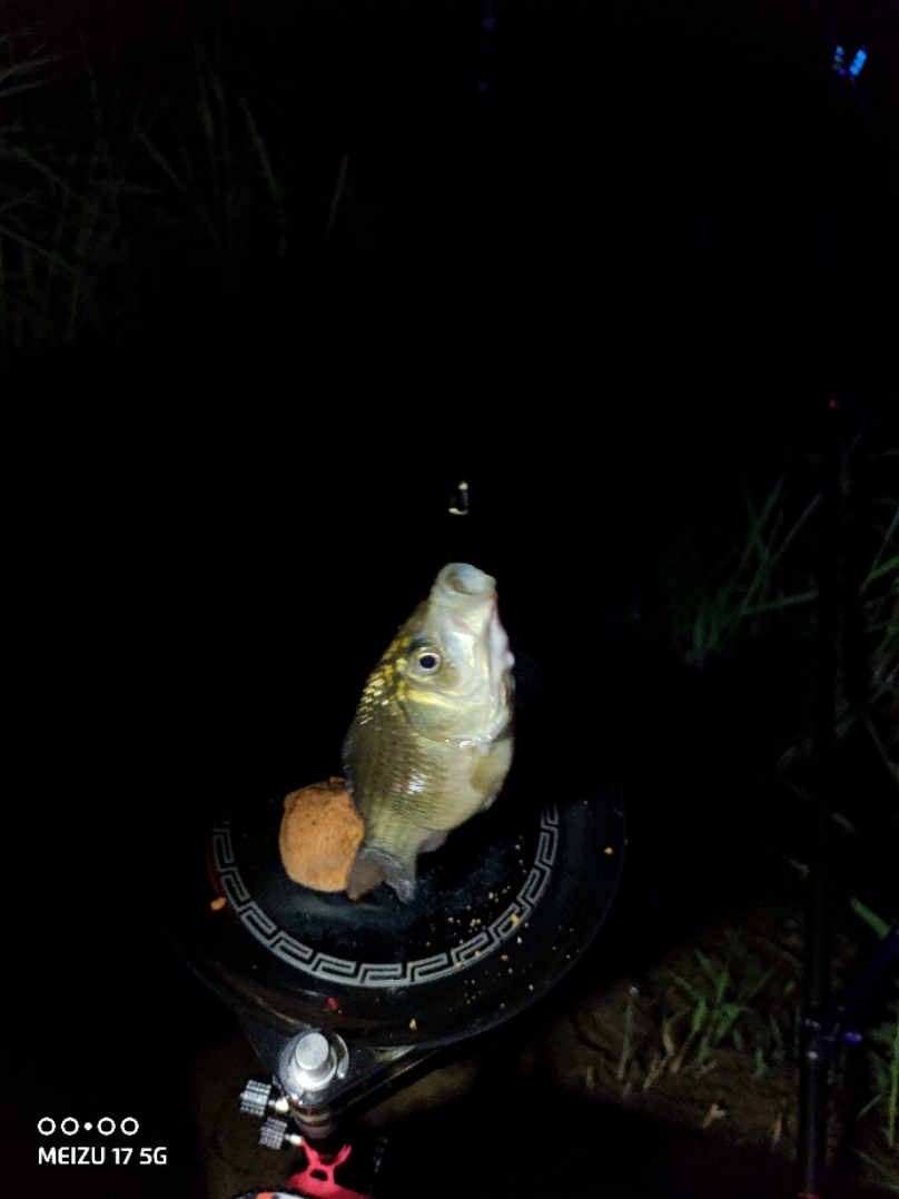 化氏4号鲫和6号鲫大板鲫野外测评,化氏4号鲫和6号鲫经典配方
