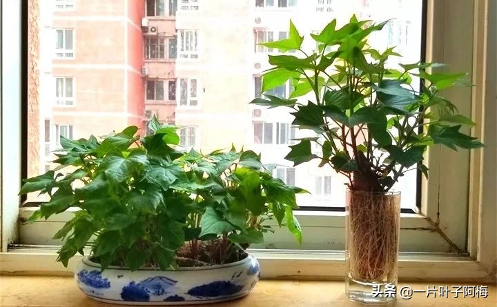 一节山药丢水里，疯狂长藤“冒金豆”，赏叶又吃豆，*管双**齐下