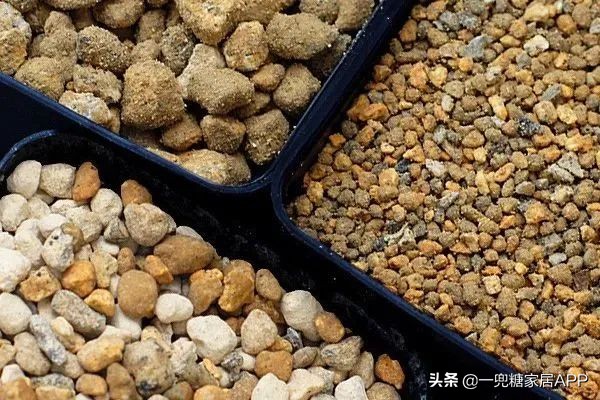 开花植物店铺推荐,适合店铺开花植物