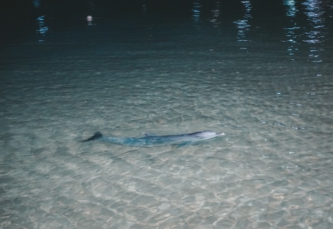 澳洲观鲸攻略,澳洲观鲸之旅