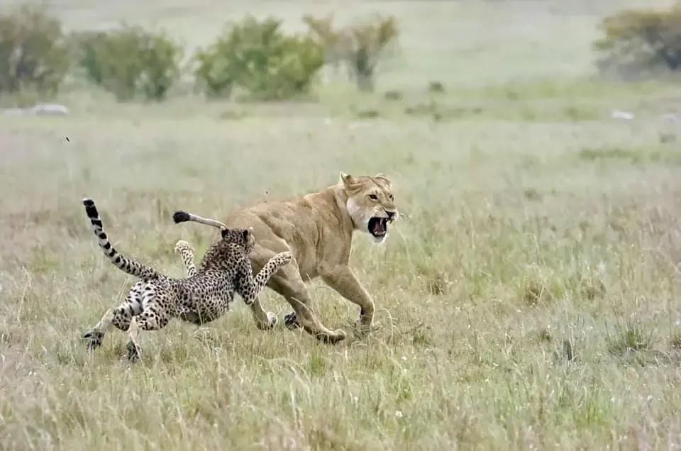 犬科代表非洲野犬，*攻围**狮子，掠夺豹子，暴打鬣狗，成为草原王者