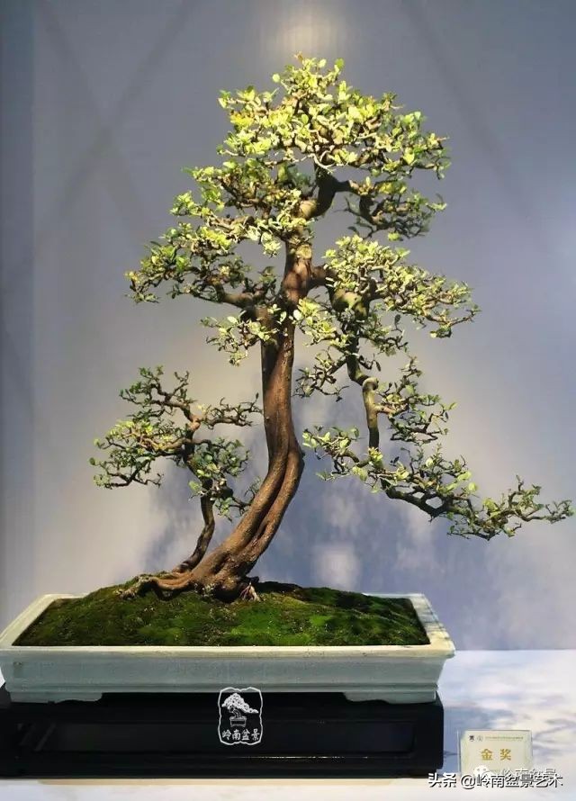 双干树,双干型果树