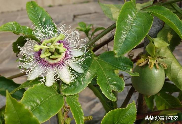 吃剩的百香果种下去能发芽吗,百香果挖出来后怎么做好吃