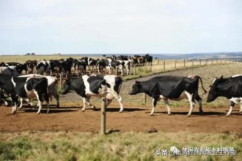 旅居新西兰,旅居新西兰有什么条件