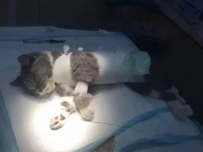 脑子一热养猫后悔怎么办,养猫后悔的原因有哪些