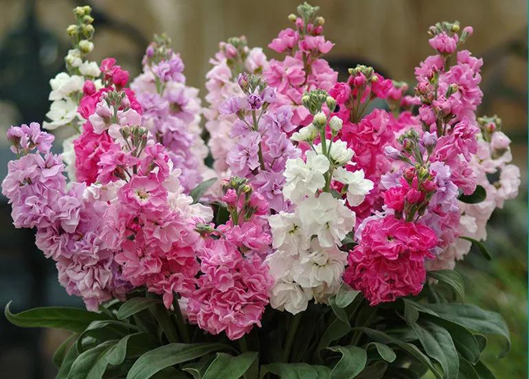 紫罗兰凯斯系列来了！早花百搭带芳香，轻松实现你的切花自由梦