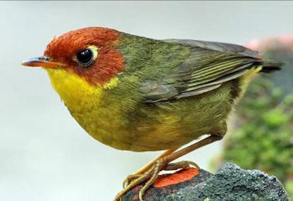 东江揽胜,惠州淡水常见鸟类图谱