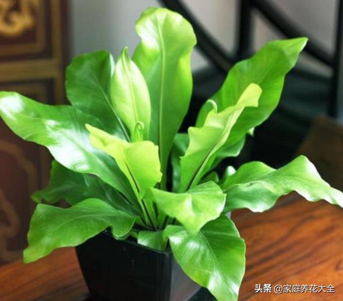 鸟巢蕨叶片水培怎么养护,如何养护鸟巢蕨