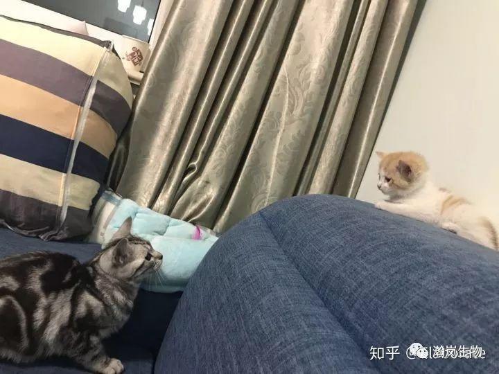 养品种猫的好处,土猫可以和品种猫配吗