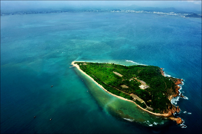 西沙东岛的野牛群是怎么活下来,现在西沙东岛野牛群还有多少