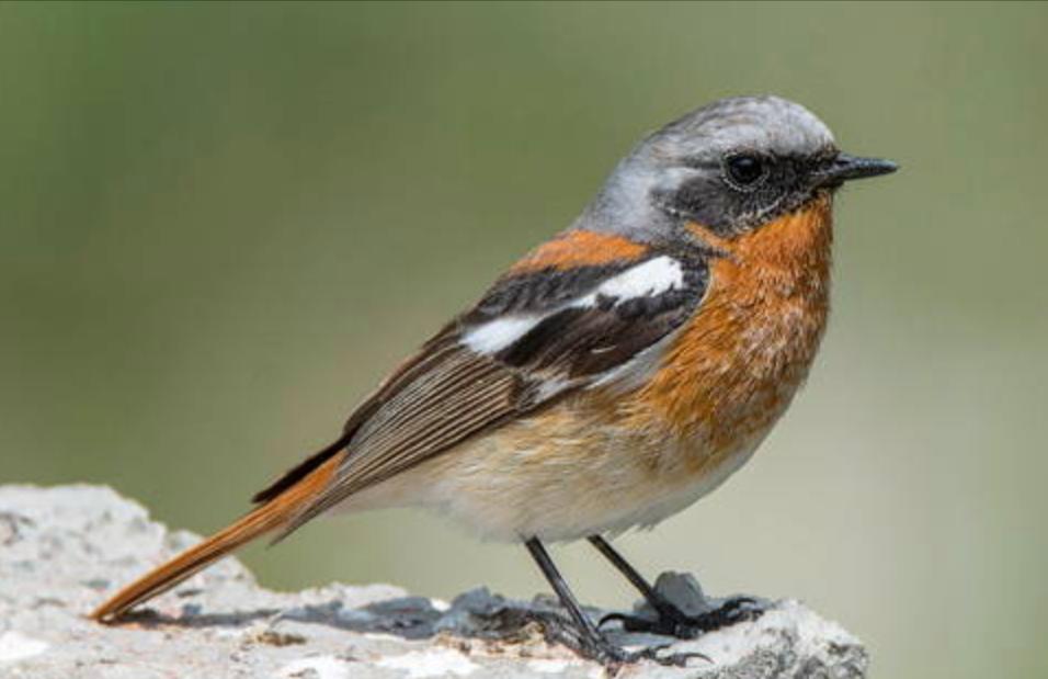 东江揽胜,惠州淡水常见鸟类图谱