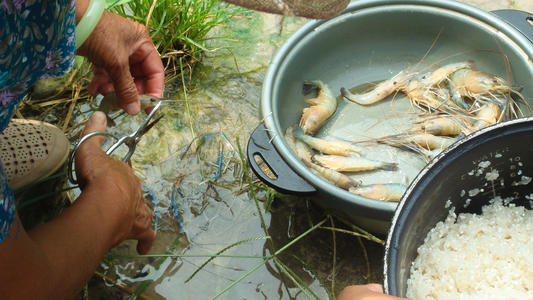 水煮大虾是冷水下锅还是热水,水煮大虾冷水下锅还是热水