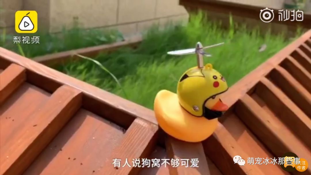 最壕狗窝!主人花3万5为爱宠造了个别墅,泳池和阳光房全都有