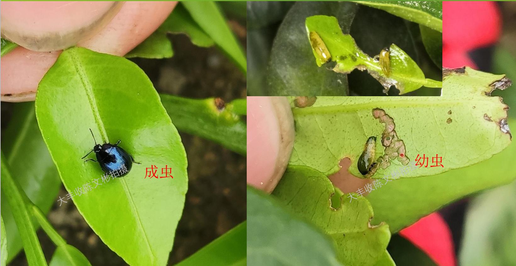 干旱严重黄叶掉落怎么治,雨后花生叶枯怎么回事