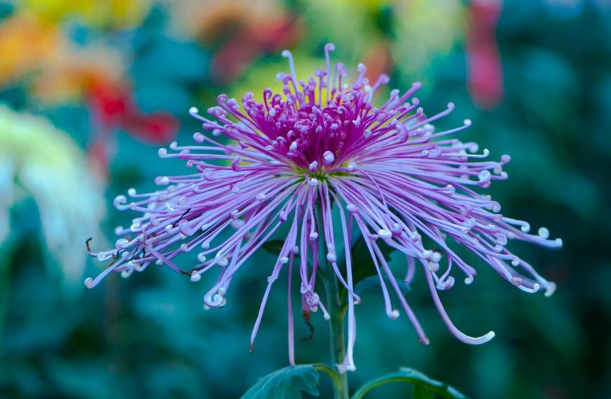 黄花不负秋上联,黄花不负秋立冬有收获