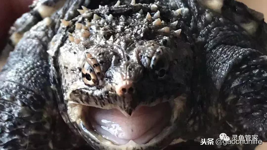 龟不痛不痒有点出血水,龟不伸头无力