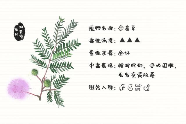 绿萝有毒长寿花有毒吗,绿萝有毒吗什么花有毒