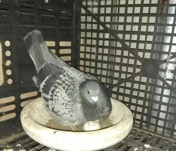 半年以上的鸽子做种鸽可以吗,怎样辨别鸽子是否为种鸽