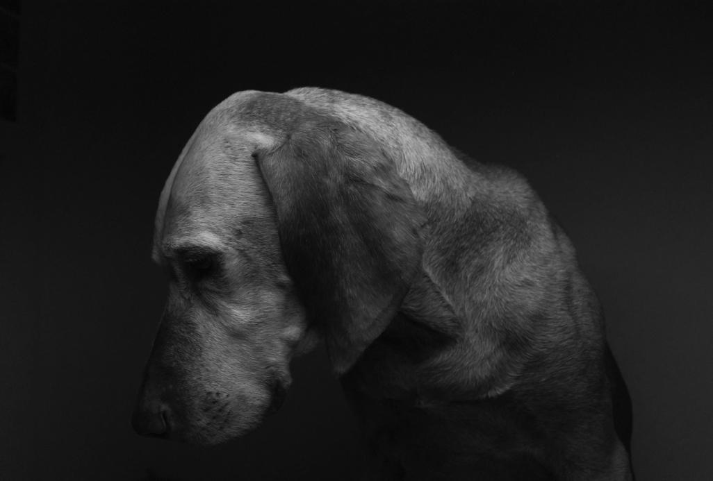 狗狗睡眠冷知识,狗狗睡眠秘密大全