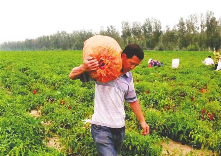 秦椒和托县辣椒,内蒙古的托县辣椒