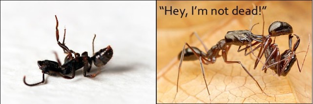 人造“活死蚁”,回窝就被同伴搬到蚂蚁公墓,花2小时证明它活着