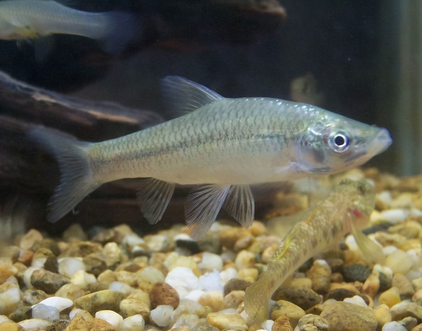 欧洲麦穗鱼泛滥,麦穗鱼入侵哪些国家