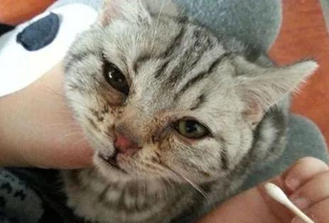 解答宠物问题,关于宠物的问题和答案大全