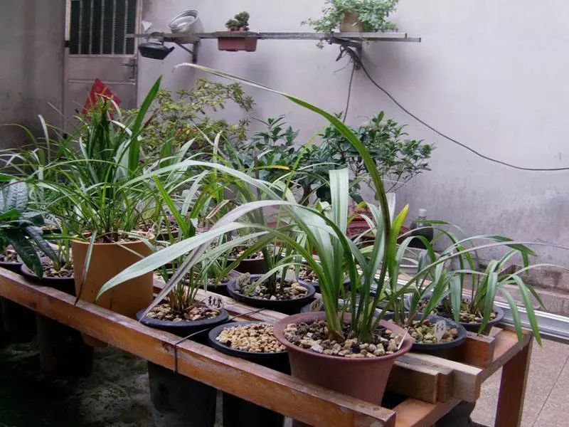 如何快速鉴别兰花的真假,新手如何分辨兰花的真假