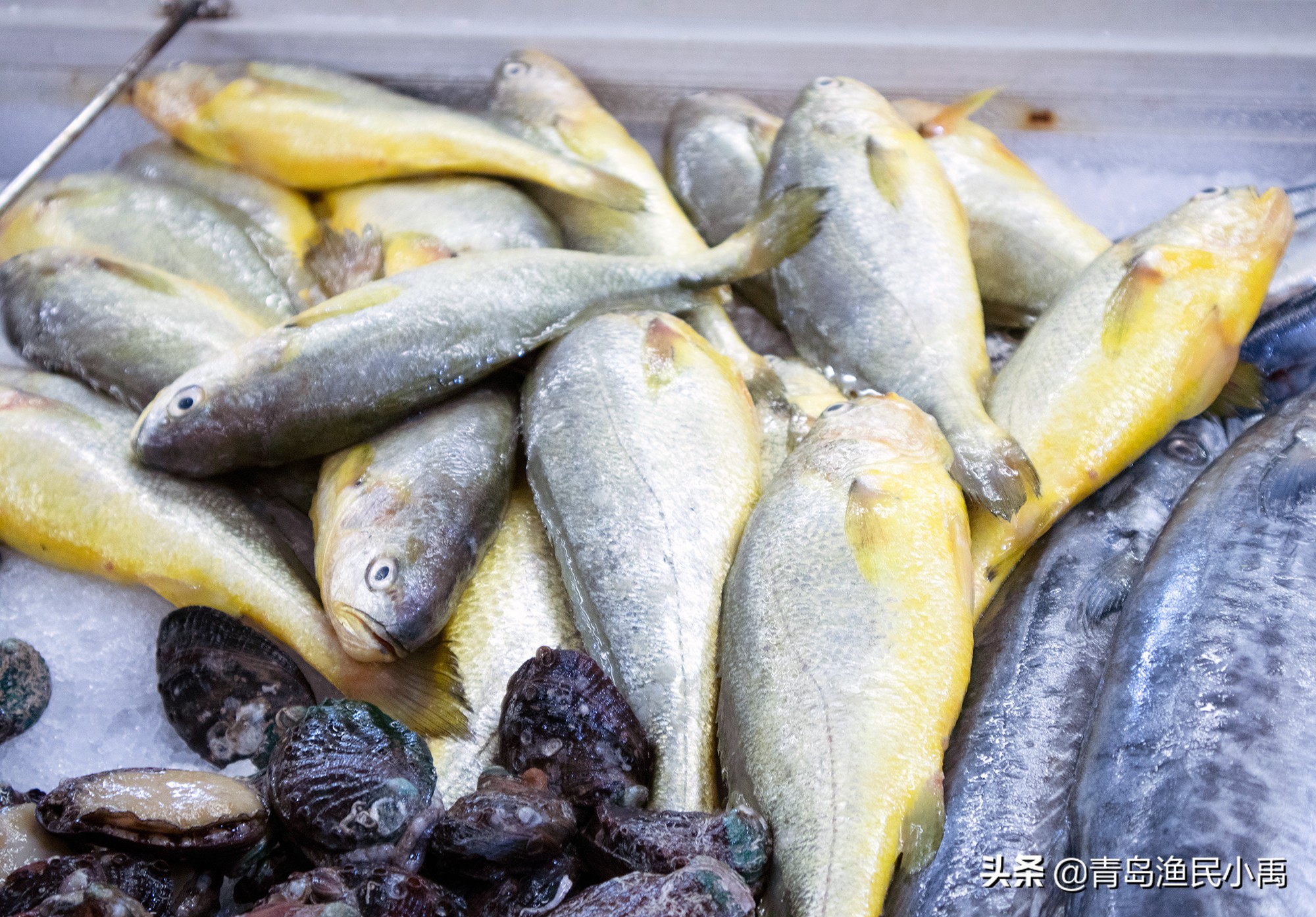 野生大黄鱼最大值多少钱,野生大黄花鱼为啥那么贵