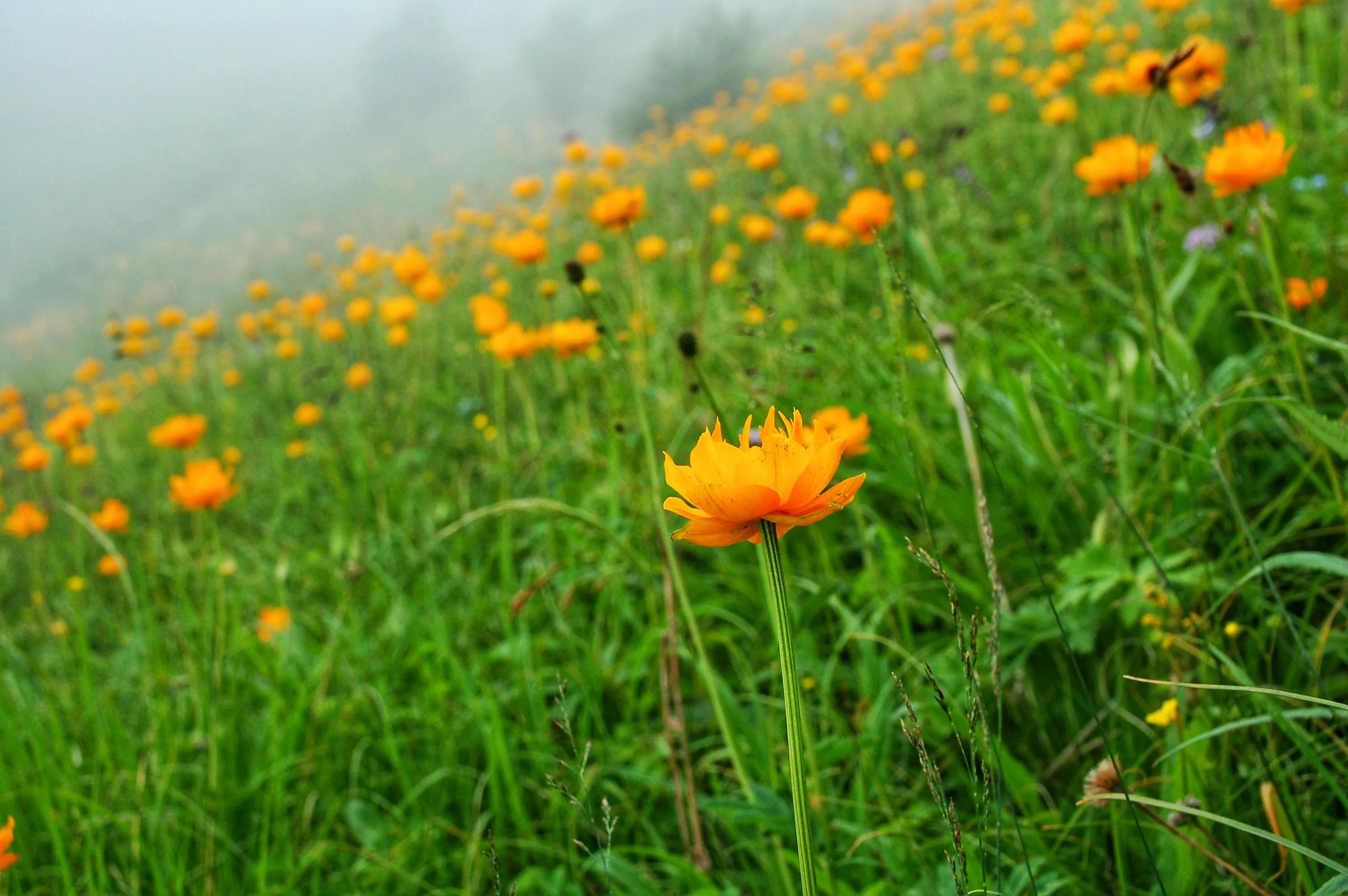 河北第一高山小五台山,河北的最高山峰小五台山海拔多少