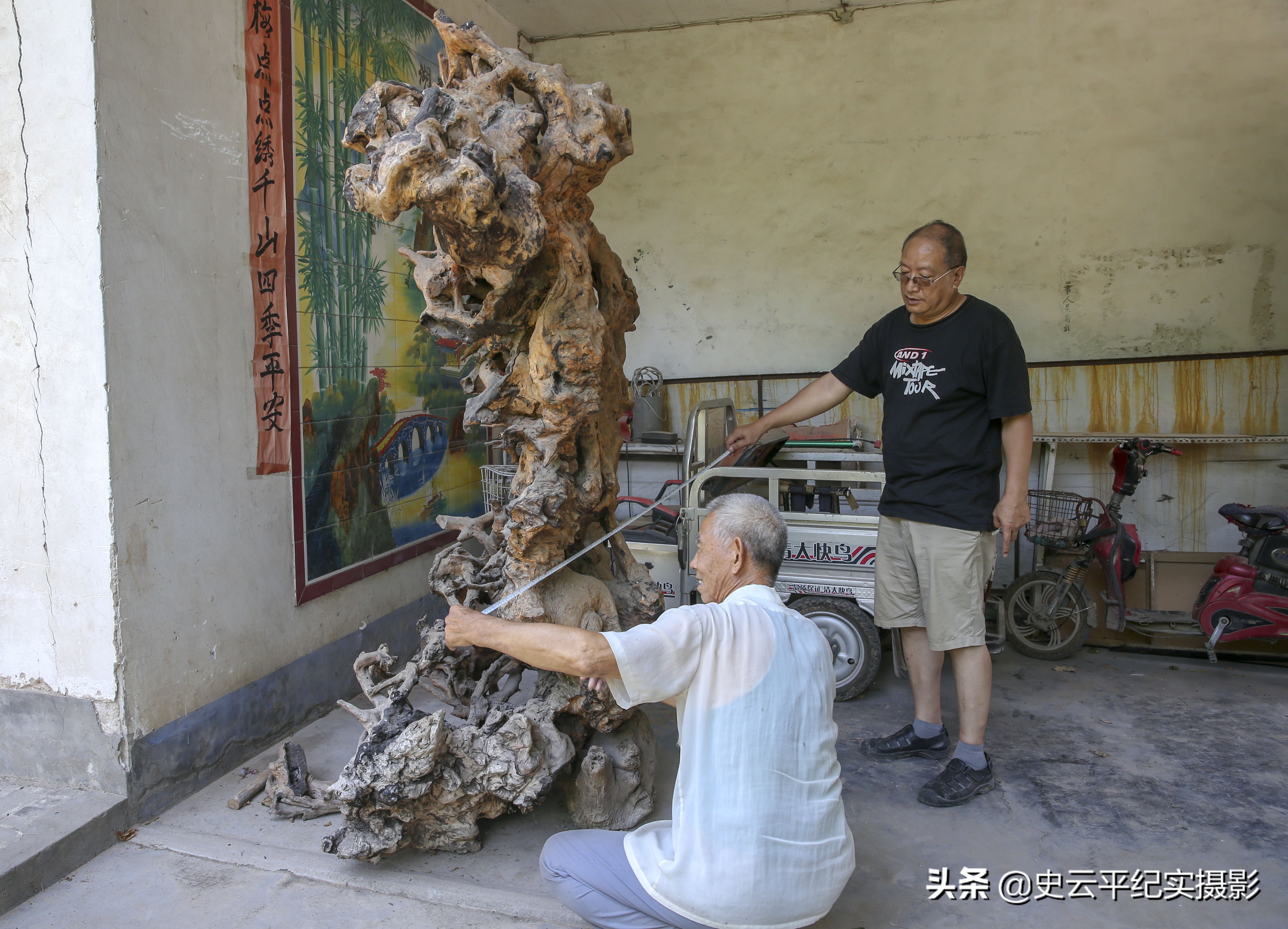 大爷捡到奇特树根视频,老汉意外发现人形树根