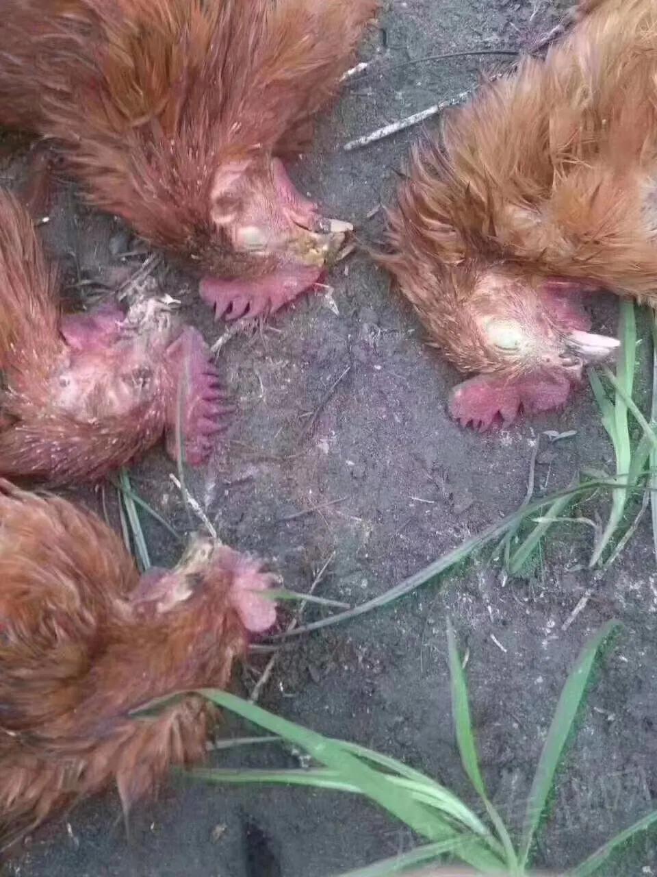 鸡哮喘鸡冠发紫土办法怎么办,鸡冠发紫鸡得什么病