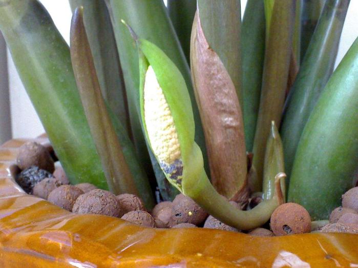 金钱树怎么养才能枝繁叶茂,金钱树怎么养才根壮叶茂