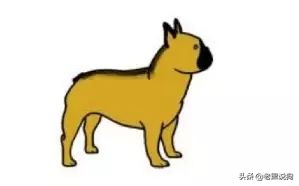 蓝法斗长大后毛色变化,国际认可纯种法斗毛色