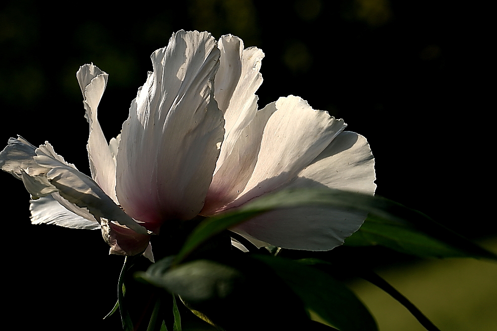 洛阳牡丹；青山吹奏-《谁不说俺家乡好》半音阶口琴演奏