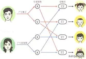 初中生物会考复习计划,初中生物会考复习资料全套