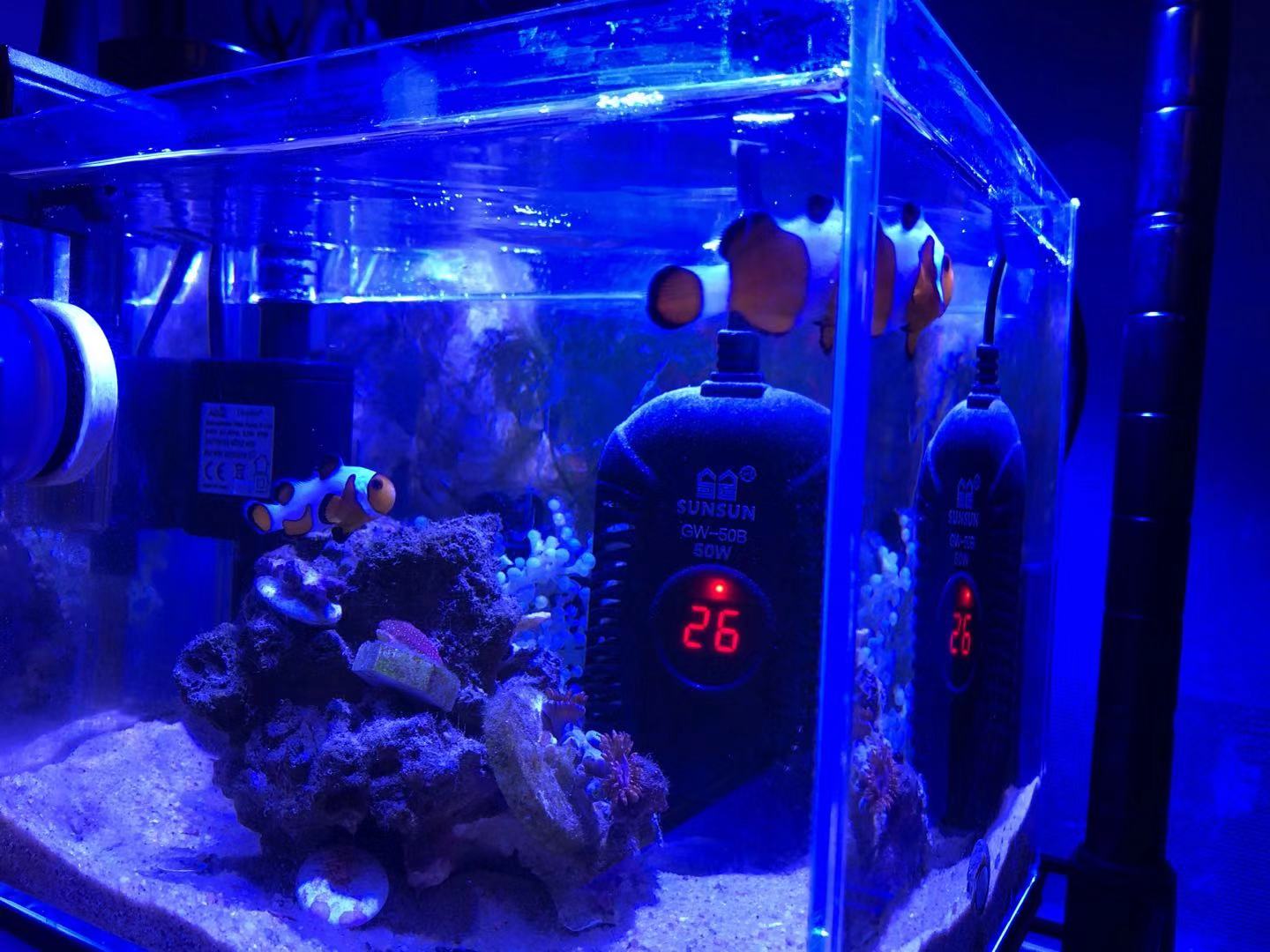 如何养好小丑鱼,怎么养出好小丑鱼