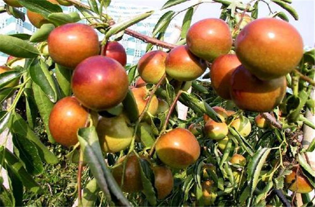 枣裂果及防治方法,红枣幼果期裂果怎么办