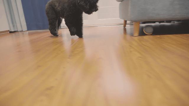 100%智能的小球，在寒冷的冬季撩猫逗狗