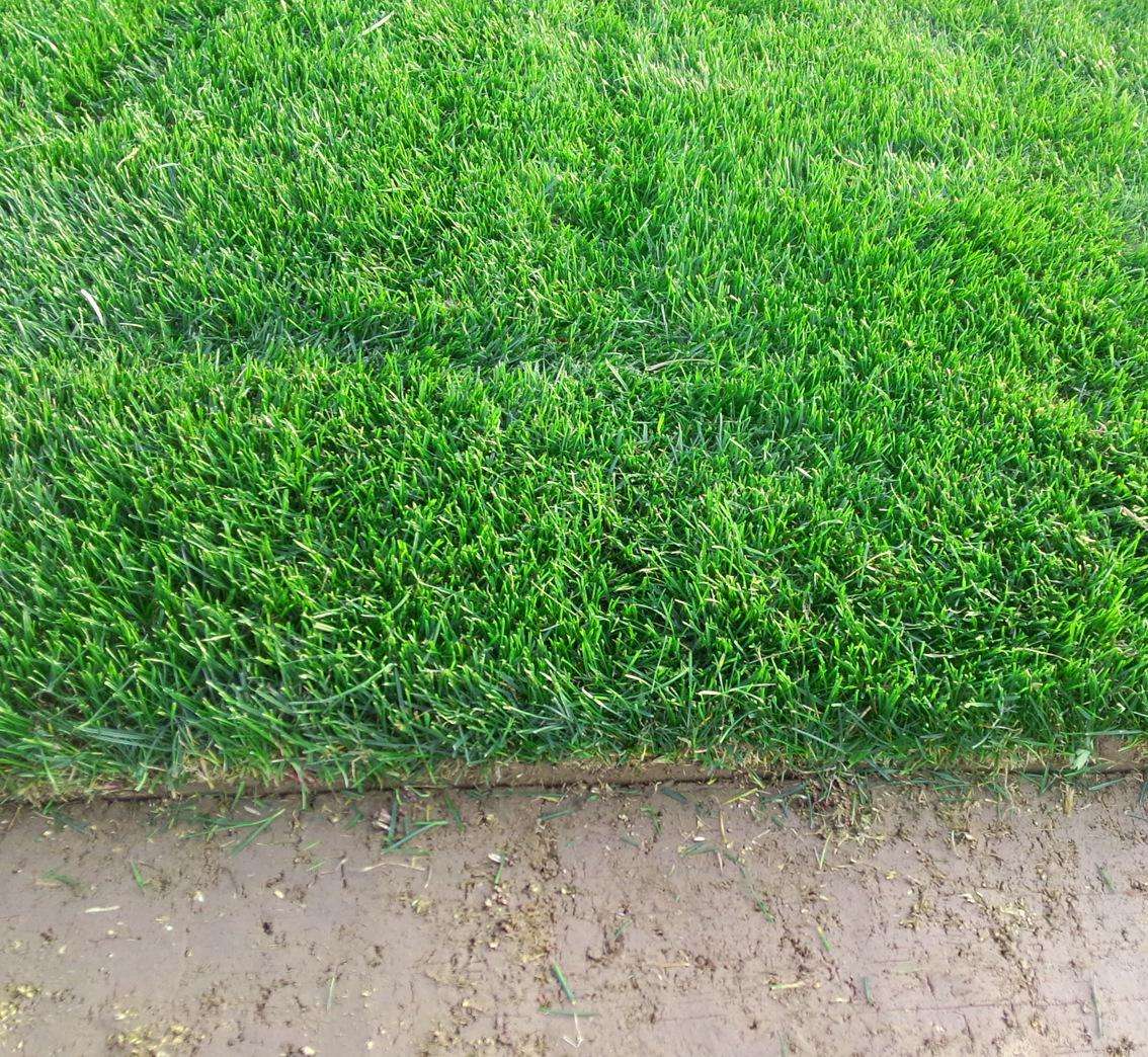 最好的果岭草,果岭草夏季景观