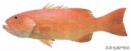 顶级海鲜鱼类大全图解,常见海鲜鱼类哪些便宜