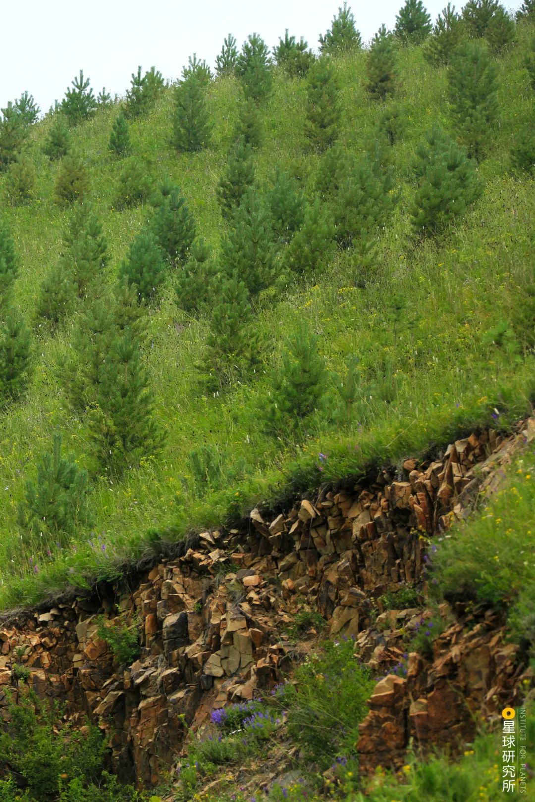 中国植树造林成果国外有什么看法,植树造林改造沙漠