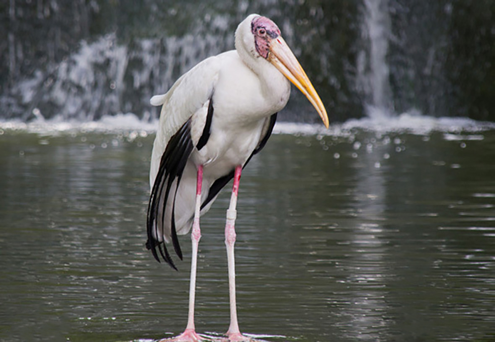 东江揽胜,惠州淡水常见鸟类图谱