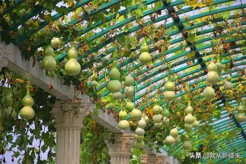 生活能手小葫芦，是*疆新**艺术的“灵感缪斯”