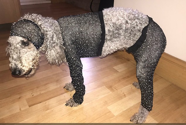 狗狗穿上衣服后有多帅气,狗狗穿上新衣服后直接逗笑主人