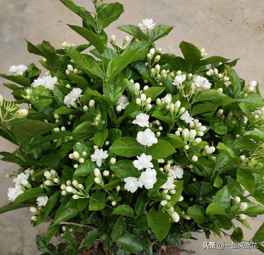 好闻好养适合在卧室养的香水花,哪种香水花最好养