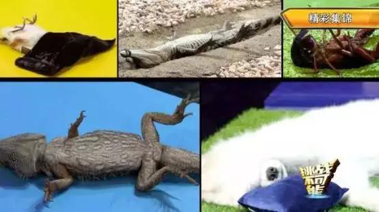 各种小动物是怎样装死的,动物装死是什么