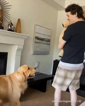 怎么惹金毛生气,金毛惹主人生气