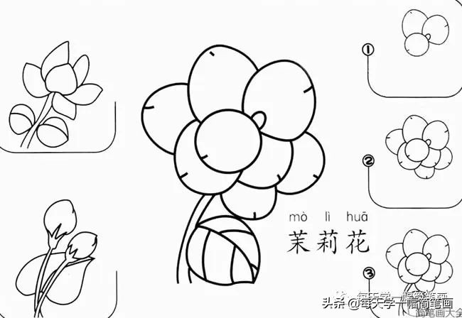 每天一幅简笔画的小教程,简笔画花朵的画法茉莉花