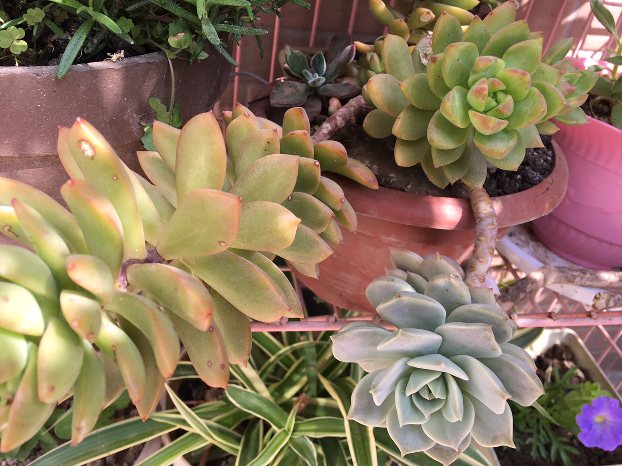 夏天怎么养多肉才能养好,夏天如何养多肉植物视频